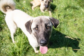 Le Valais a développé son propre programme pour tester et légitimer des chiens pour la protection des troupeaux contre les loups.